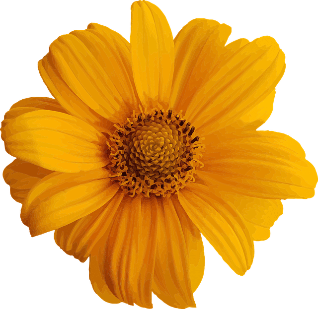 A yellow flower on a green background with three bedrooms.